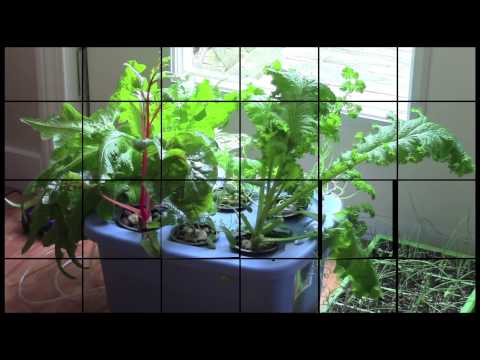 how to grow roma vf tomatoes