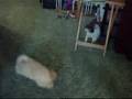 Mia and the Cat