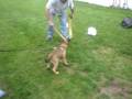 MALCOM AT 12 WEEKS TRAINING FOR RING!