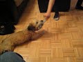 Wheaten Terrier Puppy Swifting Floor