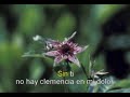 Boleros Sin ti