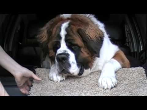 ST BERNARD