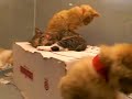 Amazing Manx cats II