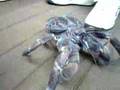 coconut crab