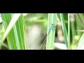flying dragonfly flying dragonfly