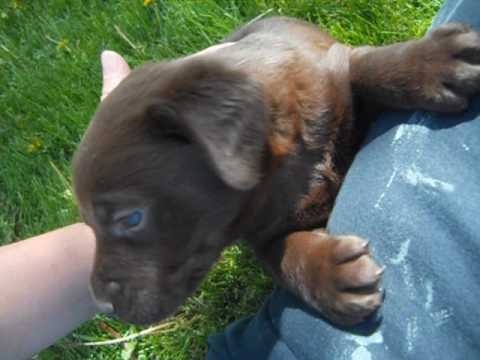 durango at 4 weeks of age