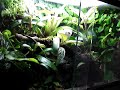 Dendrobates panguana \"lost in terrarium\"