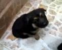 chien berger allemand