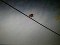 pencil racer xl:flyin boar