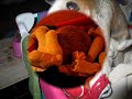 Pua in toy land
