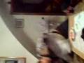 videos de KrItiKo K t KAgAs