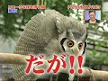 Защитная реакция совы