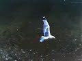 Just a gull in UltraSlo flight