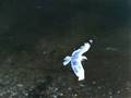 Just a gull in UltraSlo flight