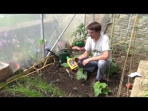 how to transplant eggplant