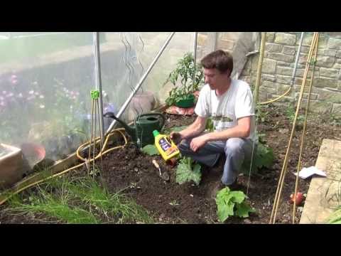 how to transplant japanese eggplant