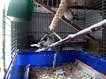 All the birds All the birds