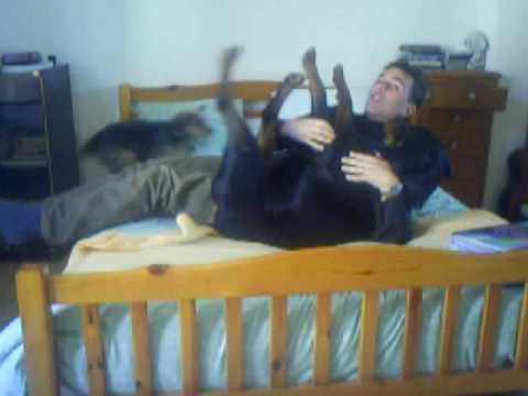 rottweiler attaque