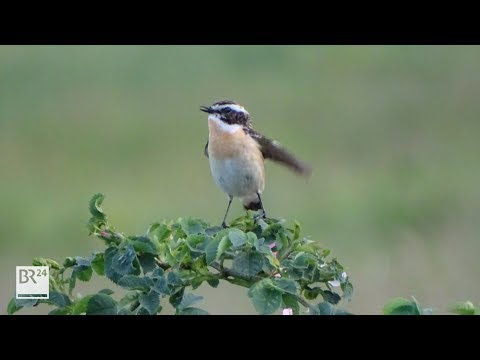 Rettet das Braunkehlchen in Oberfranken