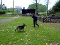 Lola retrieving on the flat.