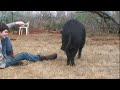 Porky-Wild Hog Shows Attitude