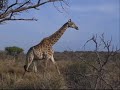 Game park trip South Afrika