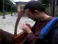 Hazelnut plays the harp (12 Strings)