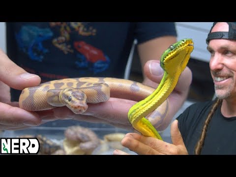 YouTube reptile video