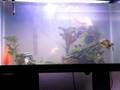 videos de My fishys