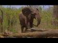 Hormonal elephant bull