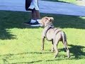 Training my 4month blue nose pitbull Training my 4month blue nose pitbull
