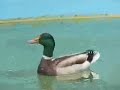Mallard Duck swimming in the Pool in Spring - Canard Colvert