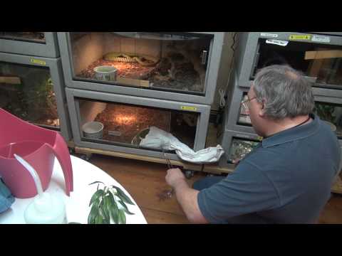 YouTube reptile video