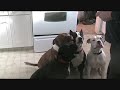 Pitbull Treat Time
