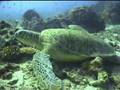 SCCT - Website video 4a