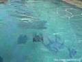SeaHornet ROV Daytime Pool Test