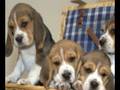 beagle filmpje