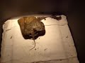Beardie eggs hatching, plus a tour of my kick ass enclosure