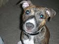 My puppy Bonnie