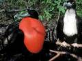 videos de galapagos fauna