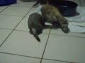 Wrasslin and Playing in Towel Tunnel! (vid 15)