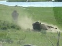 Rolling Bison in Yellowstone