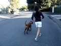 Walking the Dog.
