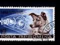 Mecano Laika