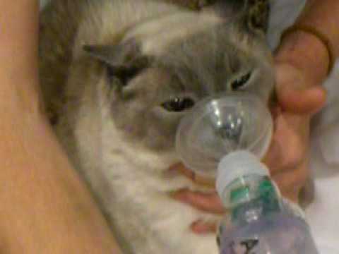 how to treat feline asthma