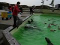 Zeehonden voeren Ecomare Texel Zeehonden voeren Ecomare Texel