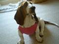 Basset Hound video