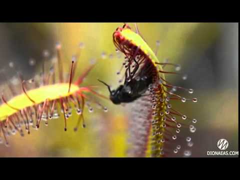 Росянка - Drosera flytrap