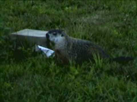 "Woodchuck" August 2007