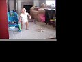 maggie, learning 2 walk